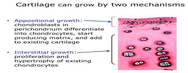 We have two ty pes of growth in cartilage, and it s very important to differentiate between them: 1.
