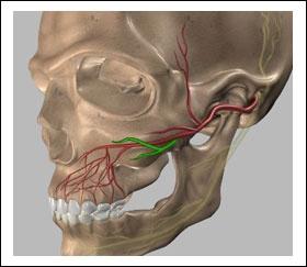 Posterior superior alveolar branches LOCAL ANESTHESIA IN