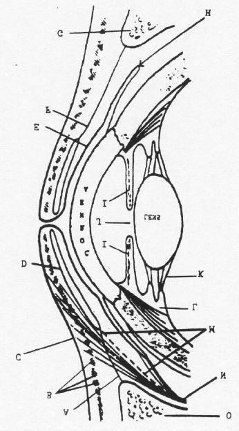 The diagram below represents a sagittal section through the orbit and eyeball.