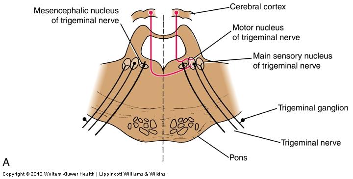 Motor nucleus of trigeminal nerve (SVE) Location pons Connections Cortex