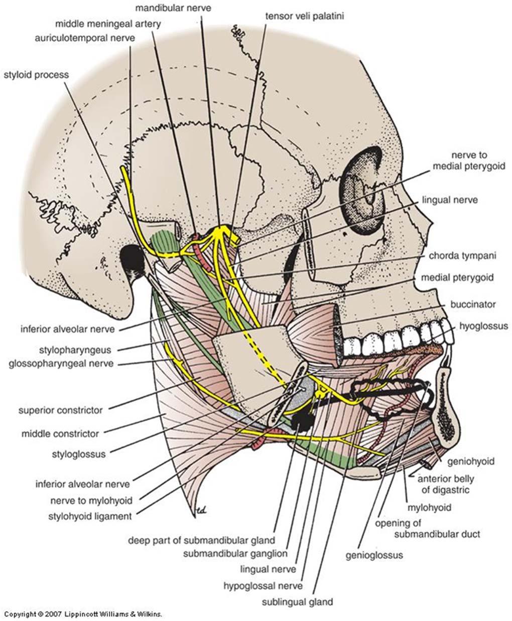 Mandibular Nerve: Branches Posterior division Auriculotemporal n. Relations TMJ, middle menengeal a. Lingual n.