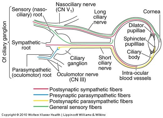 Ophthalmic Nerve: Branches Nasociliary nerve Branches: Comunicating branch to ciliary ganglion sensory fibers from short ciliary nn. Long ciliary nn.