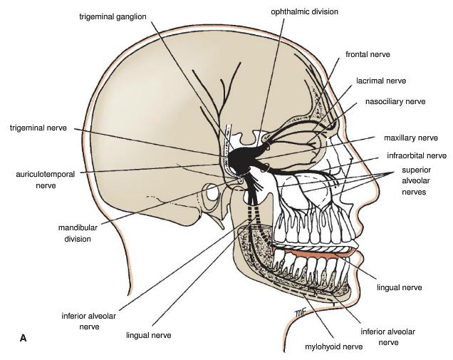 Trigeminal Nerve (V) Mixed nerve Largest of the cranial nerves trigeminal ganglion Pons Three branches: Ophthalmic nerve (GSA) superior