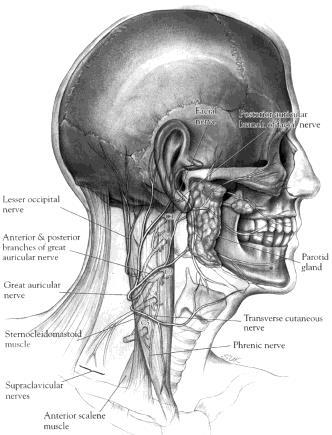 facial nerve within the parotid