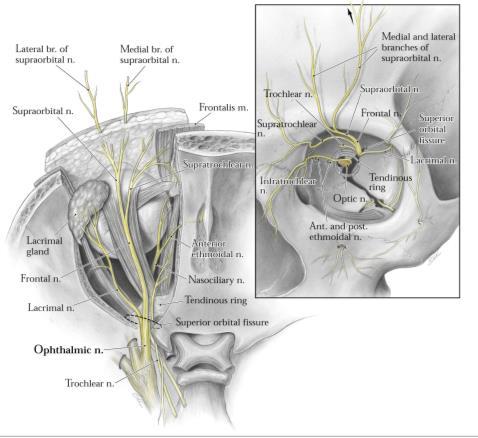 innervation originating in the facial nerve,