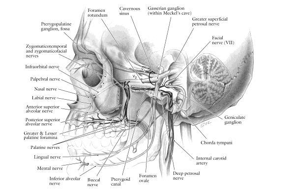 (PNS) Anatomic Considerations Maxillary nerve,