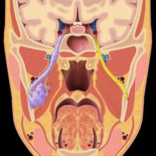 region, upper oral cavity.
