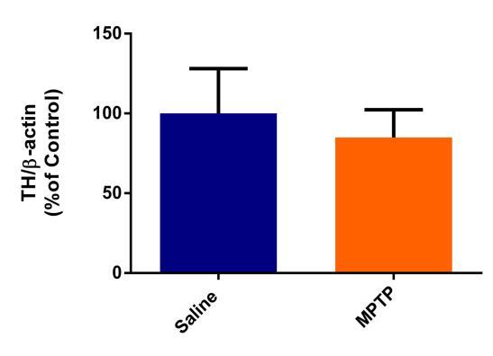 Significance of statistical differences was analyzed by Student's t test. Figure 7: Impact of MPTP i.n. on rat ileum TH levels - Western Blotting.