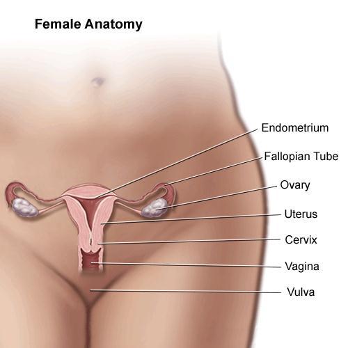 Gynecologic Cancers Cancers of the female genital system 90,303 newly diagnosed in the U.S. in 2012 1 12% of all female cancers Age-Adjusted Rate: 48.5/100,000 women (95% CI 48.8-49.