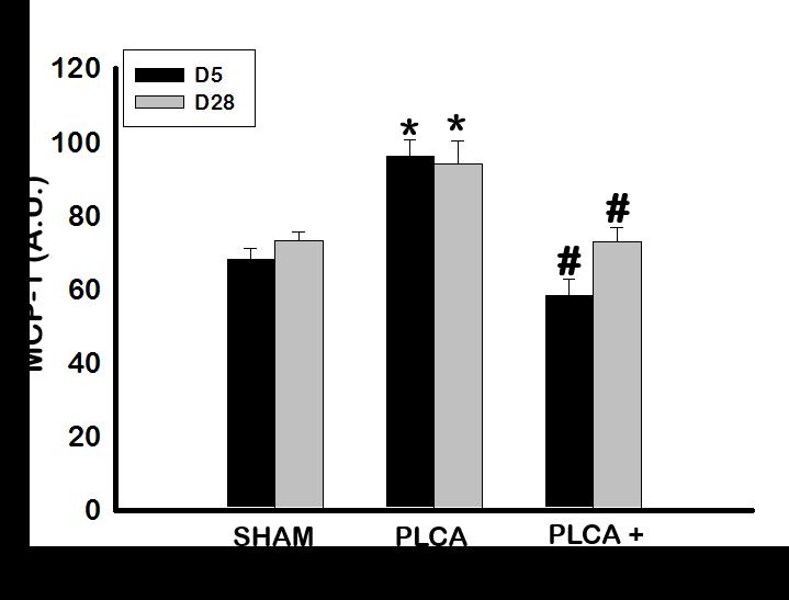 Figure 6: BMP-7 Reduces Inflammatory M1 Cytokines at D5 and D28. ELISA of blood serum collected immediately post-sacrifice of cytokines IL-6, TNF-α, and MCP-1.
