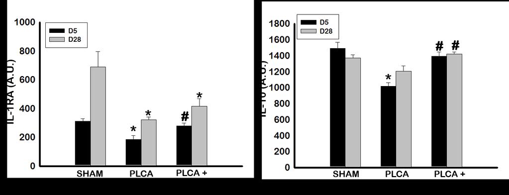 BMP7 animals. The significance was lost by D28. Further, by D28, atherosclerosis progression was enough so that PLCA + BMP7 show significantly less IL-1RA compared to SHAM animals.