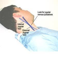 19 The Cardiovascular and peripheral Vascular Systems Central Vessels: The jugular veins drain blood from the head and neck directly into