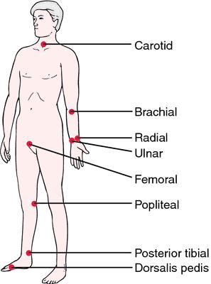 20 The Cardiovascular and peripheral Vascular