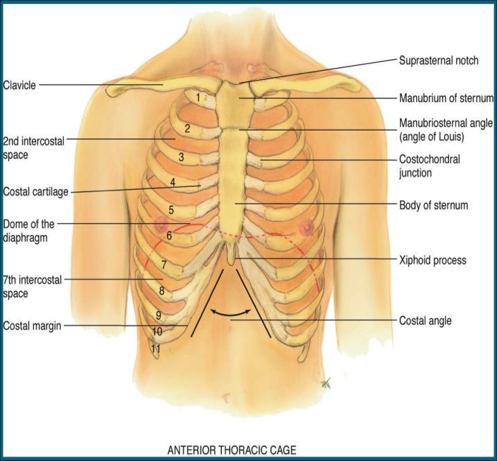 3 The Thorax and Lungs The term thorax identifies the portion of the body extending from the base of the neck