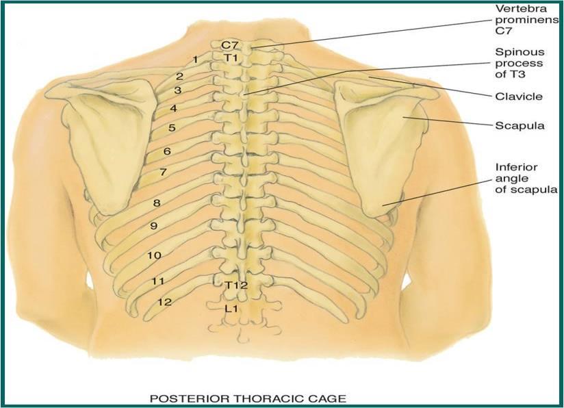 This thoracic cage is constructed of the sternum, 12 pairs of ribs, 12 thoracic vertebrae, muscles, and