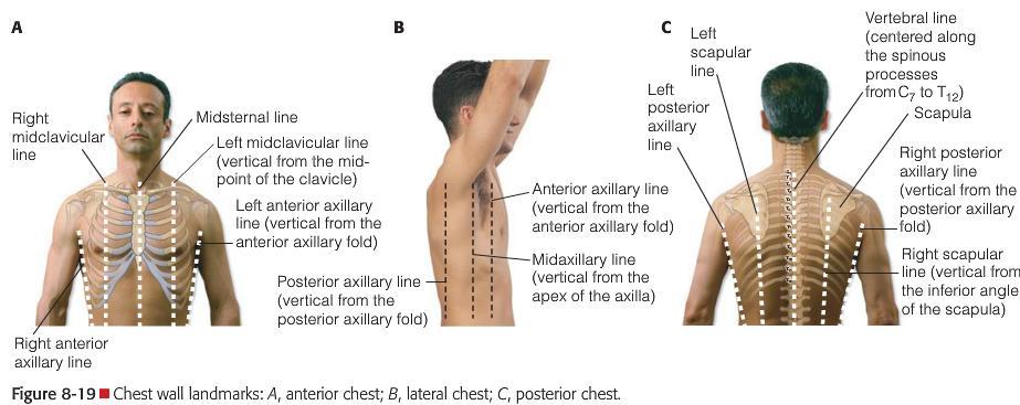 4 The Thorax and Lungs Chest Landmarks: Before beginning the assessment, the nurse must be familiar with a series of imaginary lines on the chest wall and be able to locate