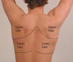 6 The Thorax and Lungs Chest Landmarks: Locating the position