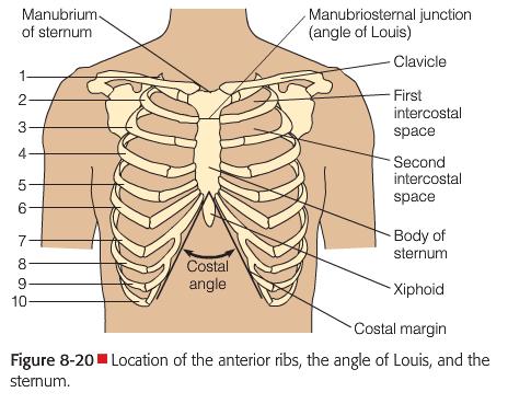 7 The Thorax and Lungs Chest Landmarks: The starting point for locating the ribs anteriorly is the angle of Louis, where the