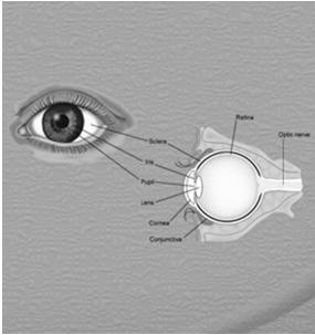 Anterior segment Posterior segment Lids Conjunctiva/sclera Cornea Anterior chamber Iris Lens Vitreous Optic disk Vessels Retina Macula