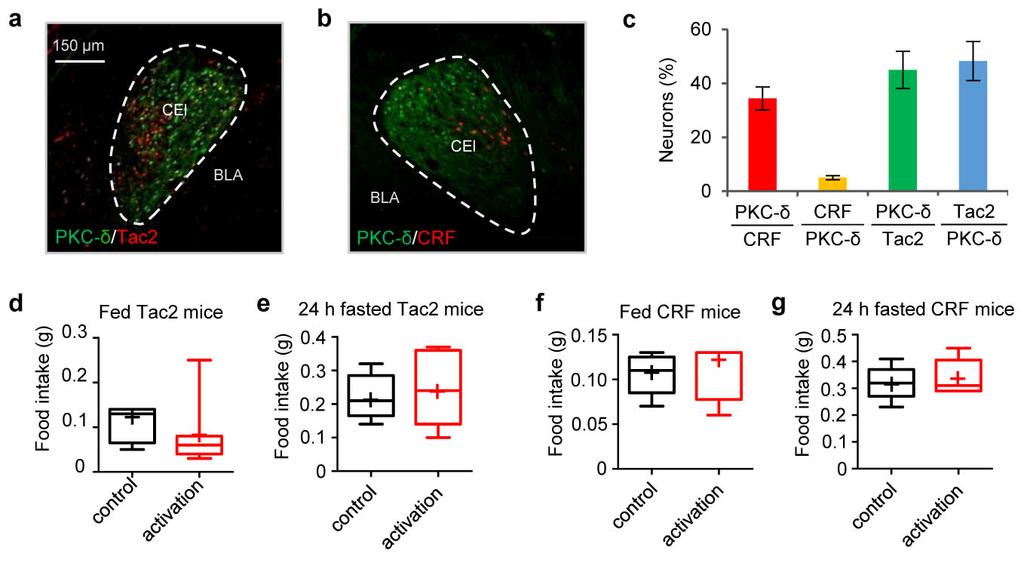 Supplementary Figure 10 Activation of Tac2 or CRF neurons in CEl does not inhibit feeding a-b. Expression of Tac2 (a) or CRF (b) and PKC-δ (antibody staining) in CEl.