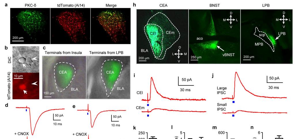 Supplementary Figure 8 Monosynaptic inputs and outputs of CEl PKC-δ + neurons a.