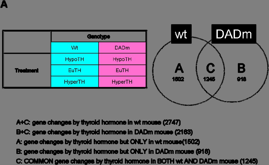 B A: gene changes by thyroid hormone but ONLY in wt mouse(1502) B: gene changes by thyroid hormone but ONLY in DADm mouse(918) oxidation reduction generation of precursor metabolites and energy