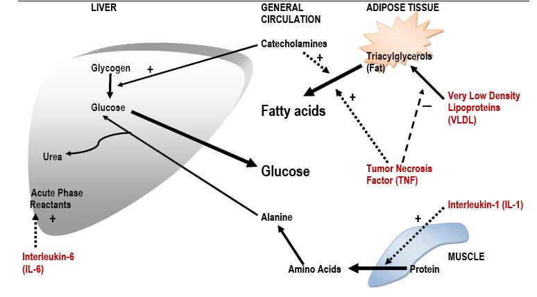 Fig. 1: Effect of Stress on metabolism, showing