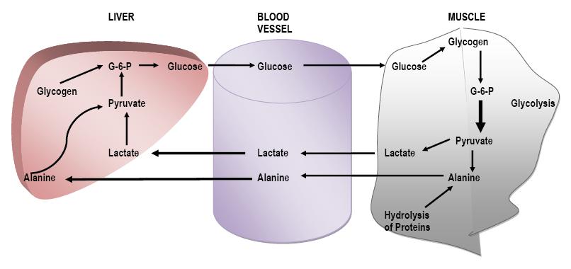 Fig. 2: Metabolic relationship of Liver and Muscle