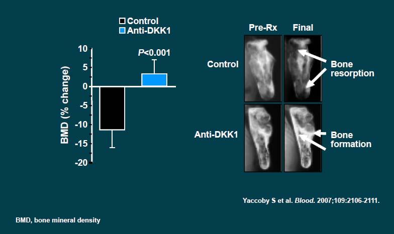 Anti-DKK1 Increases Bone Formation