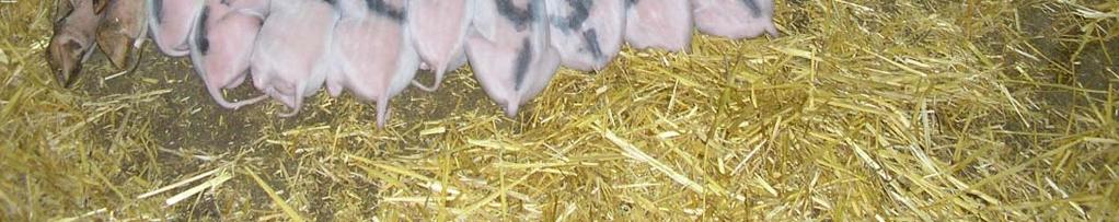 lactating sow and milk production