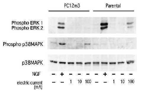 Fig. 3 Electrical stimulation-induced activation of p38 MAPK in PC12m3 cells. Fig. 4 Electrical stimulation-induced activation of CREB in PC12m3 cells.