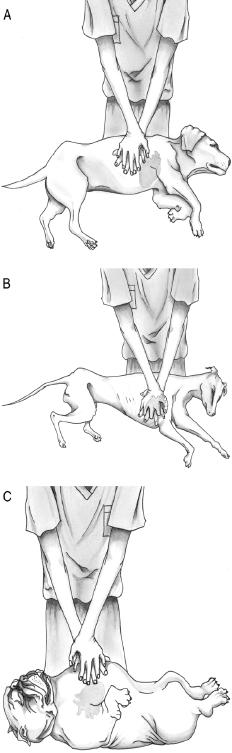 Patient Positioning Lateral recumbency (left or right is acceptable; most dogs and cats) Dorsal recumbency (barrel-chested dogs) Compression Techniques Small dogs and cats (<10 kg) 1-handed
