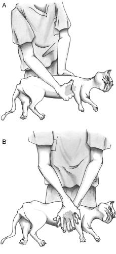Point of maximum intensity (widest portion) of the chest Keel-chested (i.e. greyhounds) Directly over the heart Barrel-chested (i.