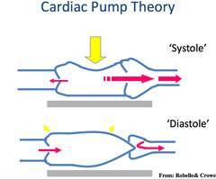 Cardiac Pump Theory Dorsal recumbency: cardiac ventricles are directly compressed between the sternum and spine Lateral recumbency: