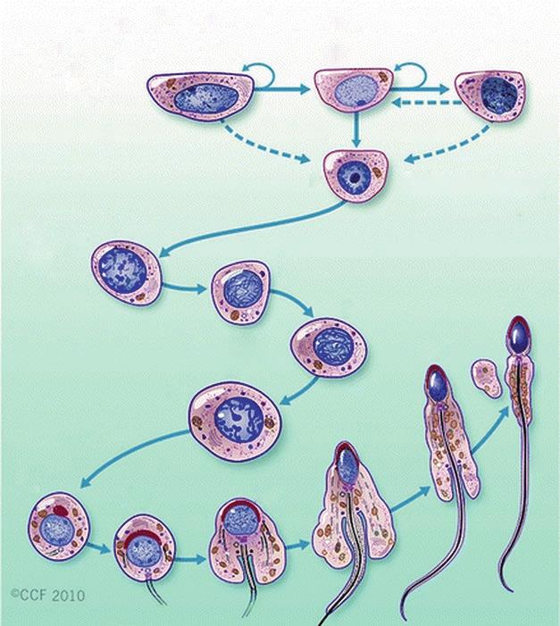 Female and Male Gametogenesis 37 2.. Fig. 2.9 Differentiation of a human diploid germ cell into a fully functional spermatozoon (All Rights Reserved Sperm Chromatin, ed.