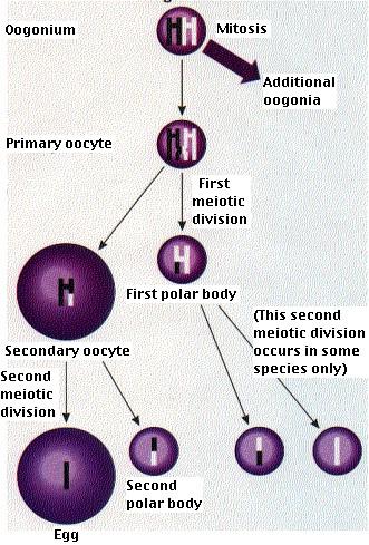 Oogenesis: The production of eggs (Latin: eggs = ova) in ovaries 4 monoploid eggs produced from each primary oocyte BUT