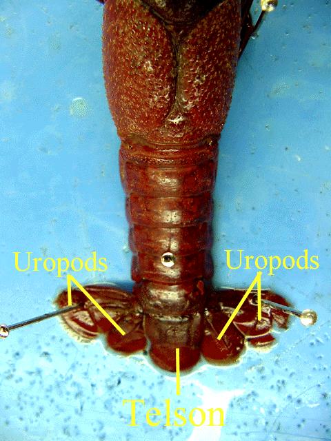 Telson Uropods Image from: http://www.spc.cc.tx.