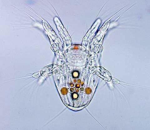 .cc.ok.us/biologylabs/documents/evolution/trochophore_larva.