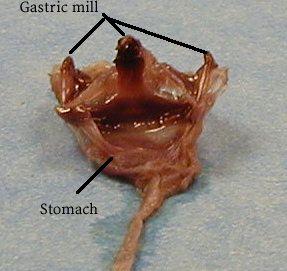 GASTRIC MILL