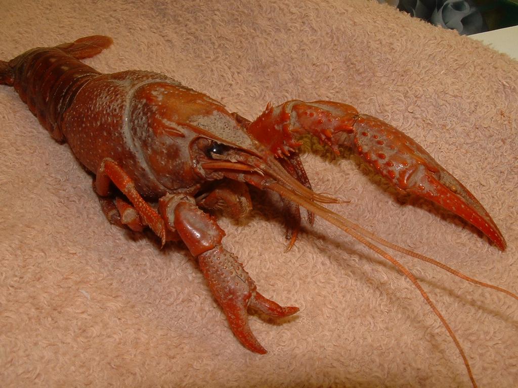 AUTOTOMY & REGENERATION Crayfish have the ability to self