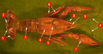 http://biog-101-104.bio.cornell.edu/biog101_104/tutorials/animals/crayfish.