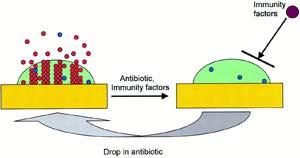 Slika 1. Model rezistencije biofilma na antibiotike baziran na preživljavanju perzistentnih ćelija.