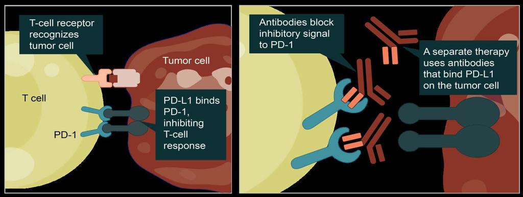 Immune Checkpoint Blockade in Cancer Tumor cells can