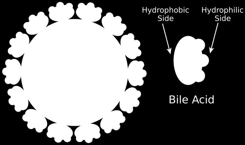 Bile acid micelles form when the concentration of bile acids exceed a certain limit (critical