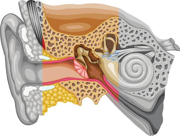 Types of Hearing Loss There are three main types of hearing loss, categorized by which part of the auditory system has been damaged.