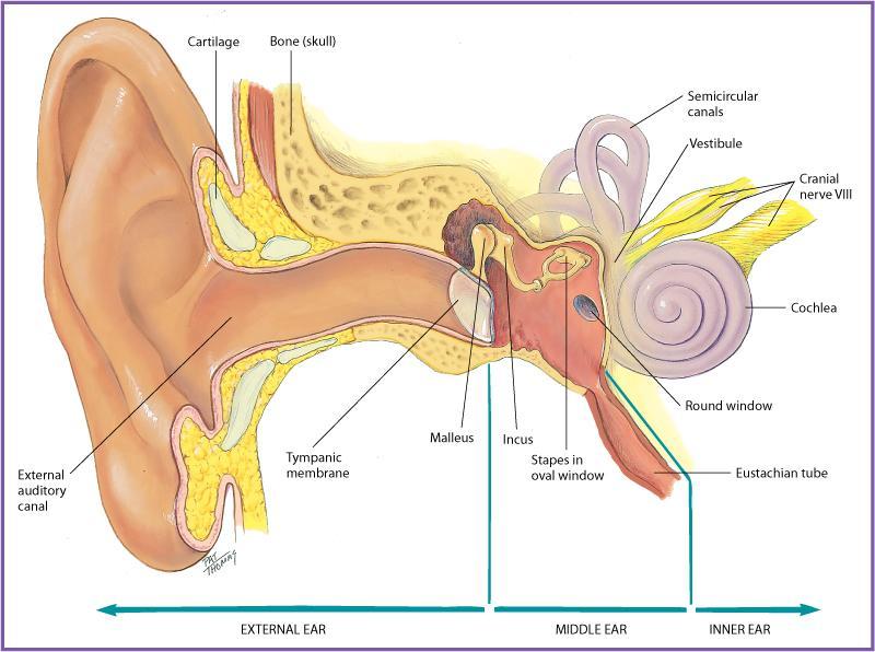 Anatomy of the Ear Modified from Jarvis C: Physical