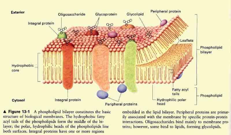 General cmpsitin. 1. The cmpnents Lipid -- chlesterl, phsphlipid and sphinglipid Prteins Carbhydrate -- as glycprtein 2. Differences in cmpsitin amng membranes (e.g. myelin vs.