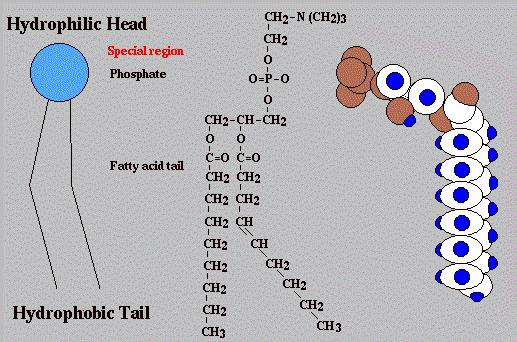 The amphipathic prperties f the phsphglycerides and sphinglipids are due t their structures. 1. The hydrphilic head bears electric charges cntributed by the phsphate and by sme f the bases.