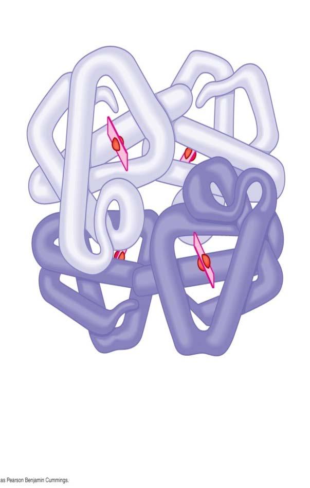 Quaternary structure two or more polypeptide chains may form