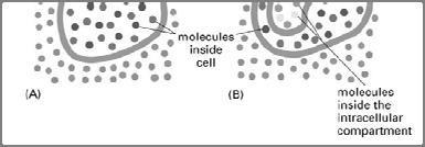 regarding Endocytosis and Exocytosis Read Chapter 20 (Cell Junctions) pages